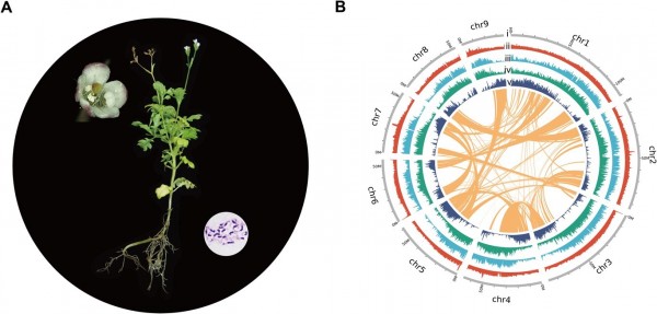 Peak performance: plant genetic strategies for s |  According to the news