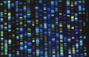 A demonstration of DNA sequencing output from an ABI 373 automated sequencer. [National Human Genome Research Institute (NHGRI)]