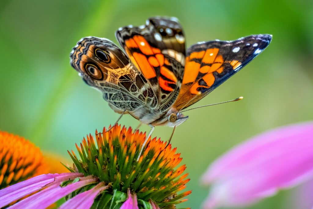 The extraordinary transatlantic journey of the Painted Lady